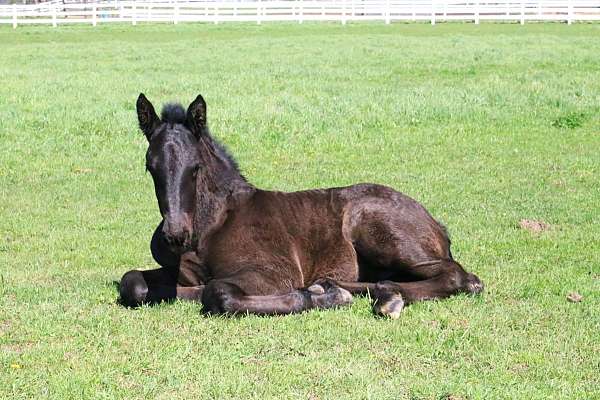 black-inside-left-hind-white-to-ankle-horse