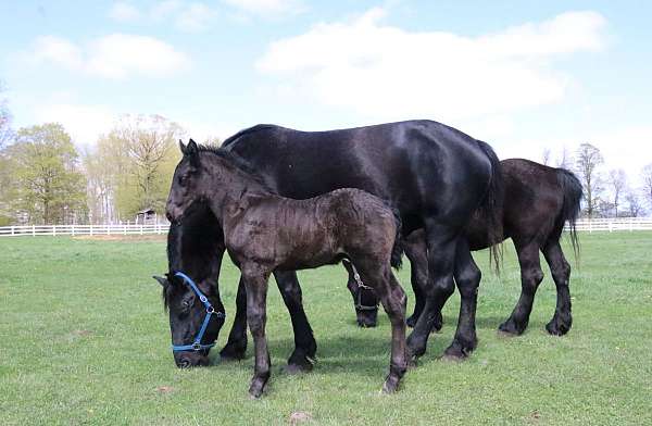 inside-left-hind-white-to-ankle