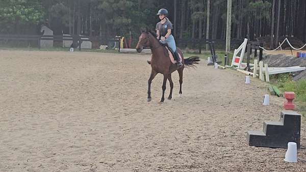 thoroughbred-horse-for-sale