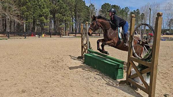 thoroughbred-horse