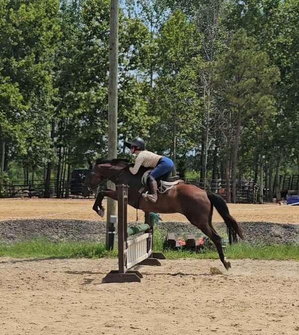 thoroughbred-mare