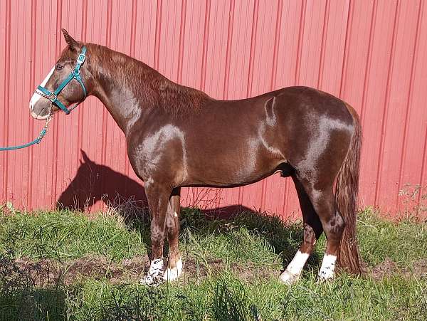 marbled-eyes-horse