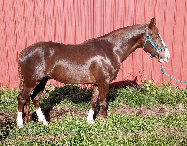 chestnut-overo-4-white-socks-horse