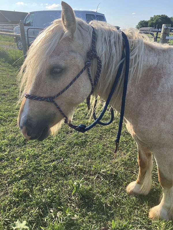blaze-horse