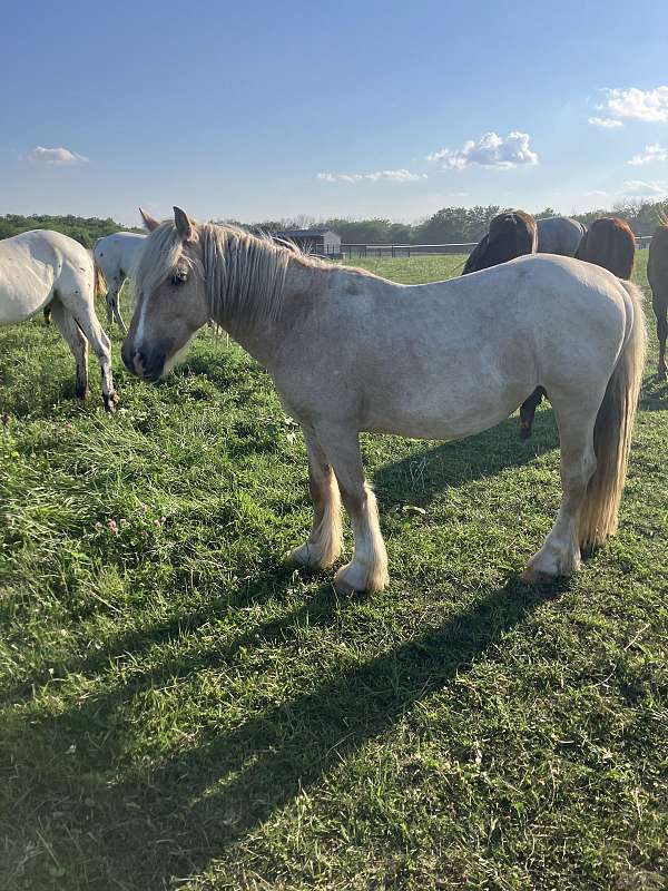 palomino-blaze-horse