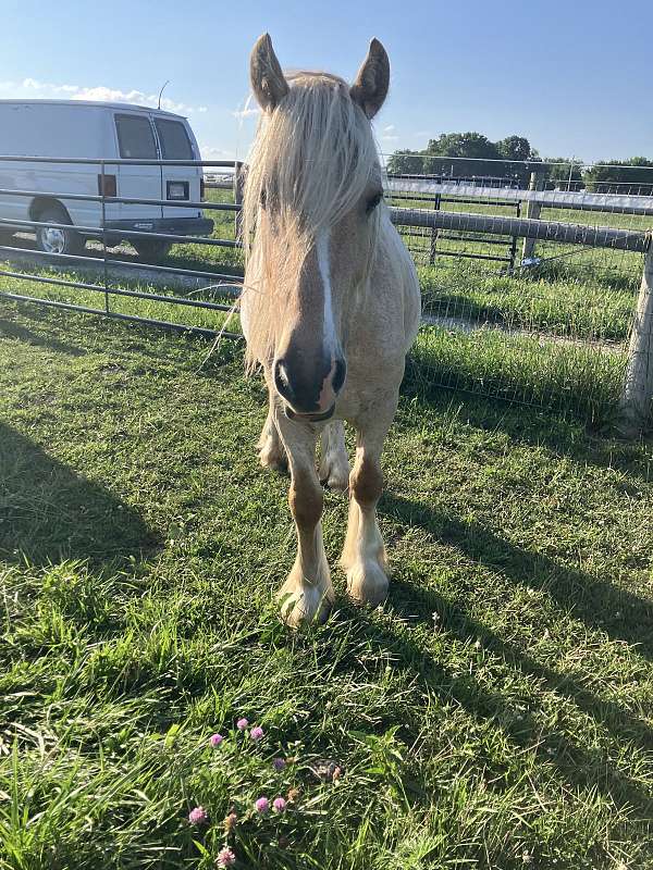 gypsy-vanner-horse