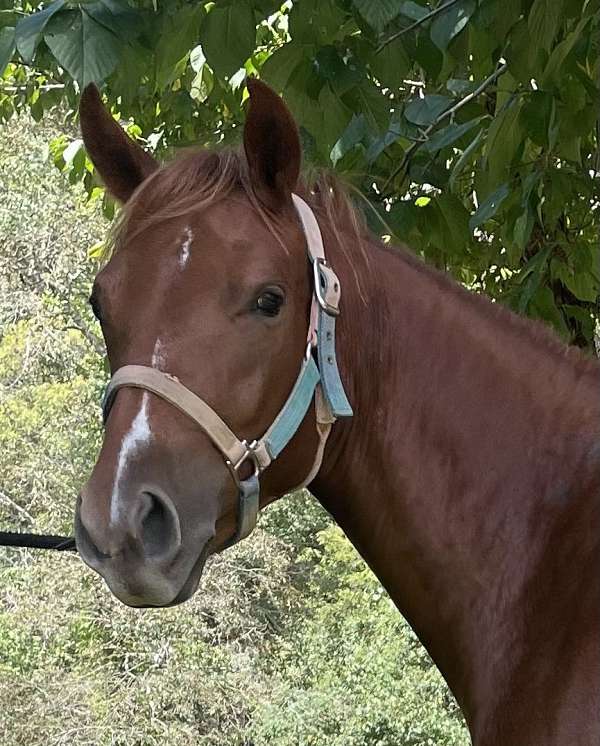sorrel-irregular-blaze-sock-horse
