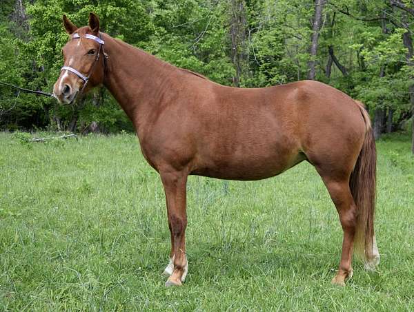irregular-blaze-sock-horse