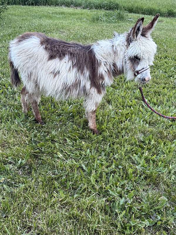 pinto-donkey-colt