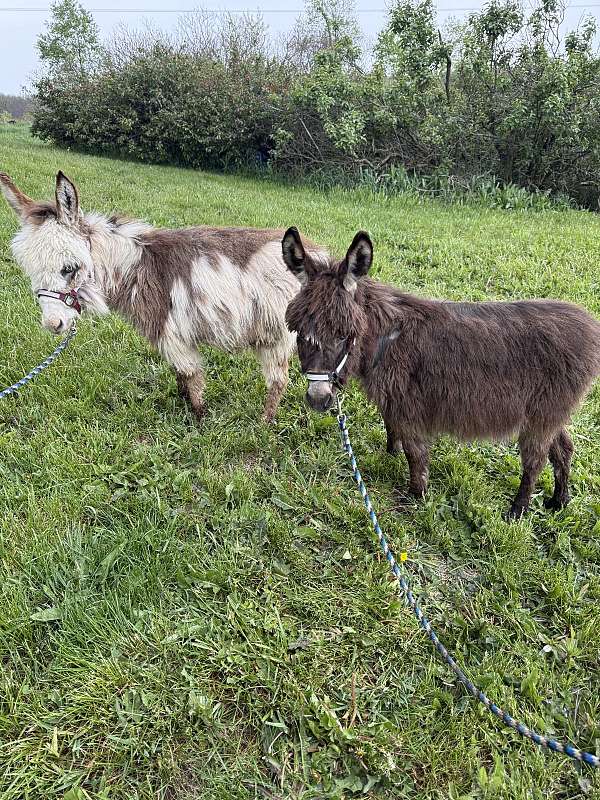friends-donkey