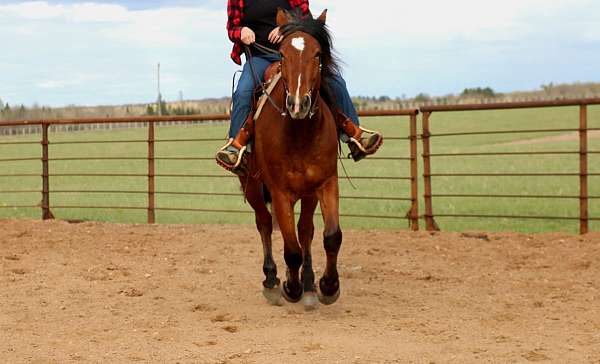 bay-star-snip-horse