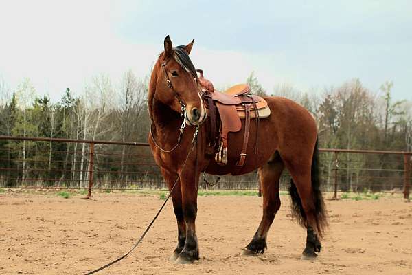 all-around-draft-horse