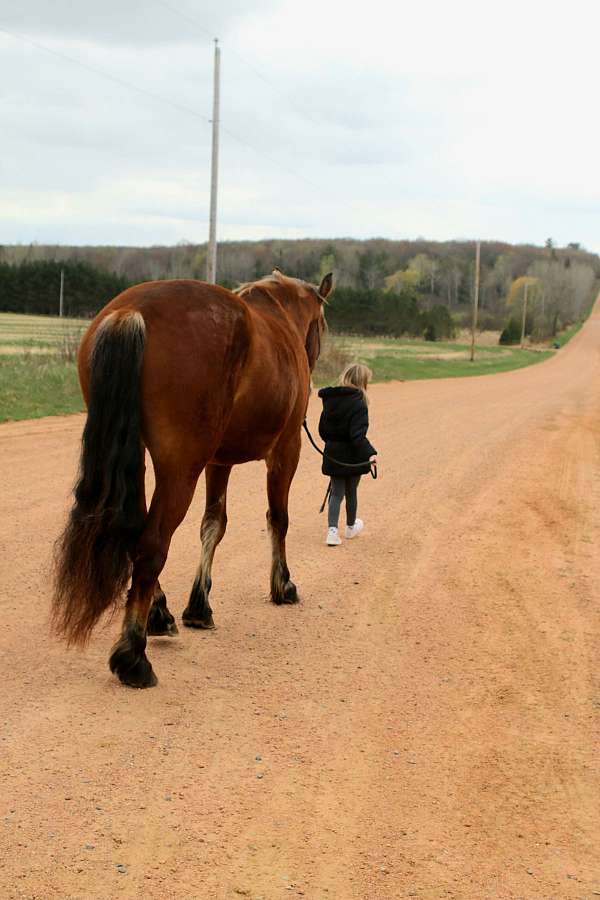 beginner-draft-horse
