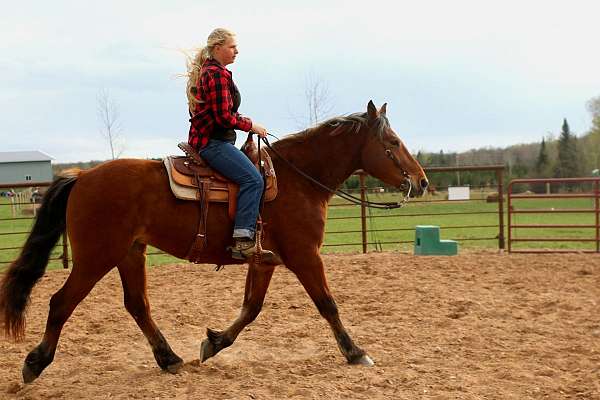 athletic-draft-horse