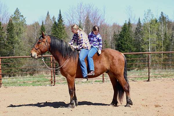 cross-draft-horse