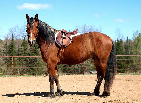 draft-horse