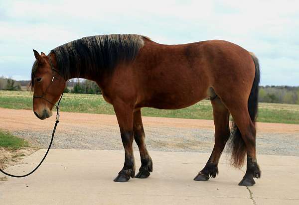 jumping-draft-horse