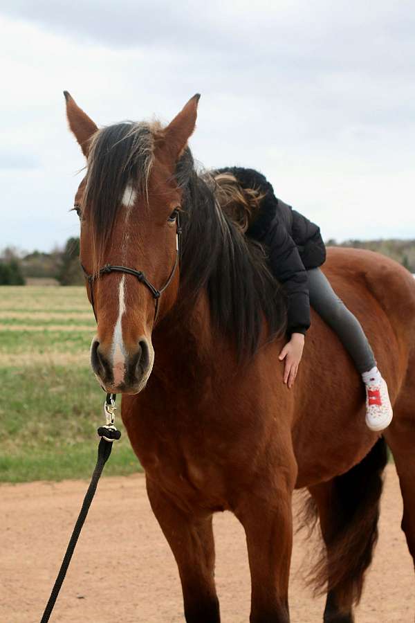 husband-safe-draft-horse