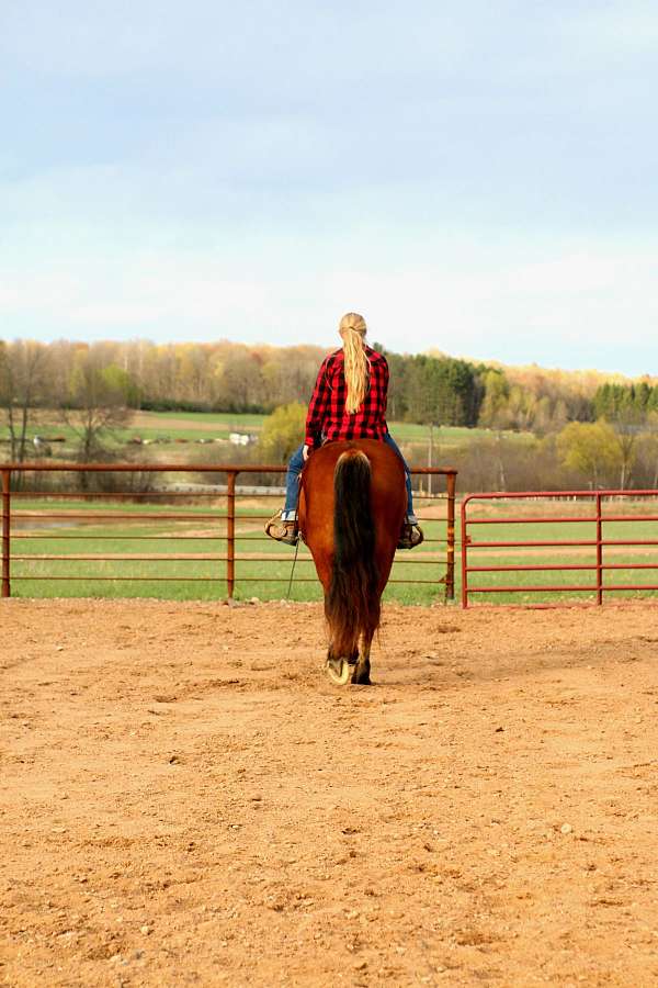 ranch-draft-horse