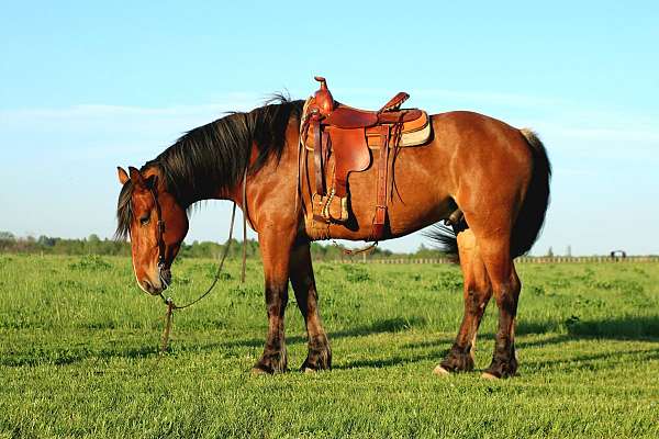 star-snip-horse