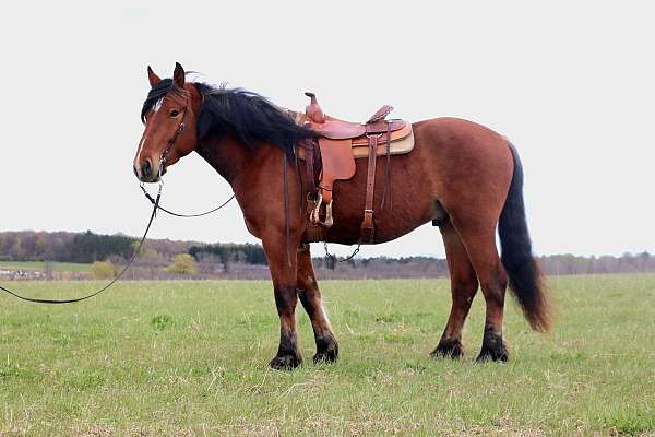 ranch-work-draft-horse