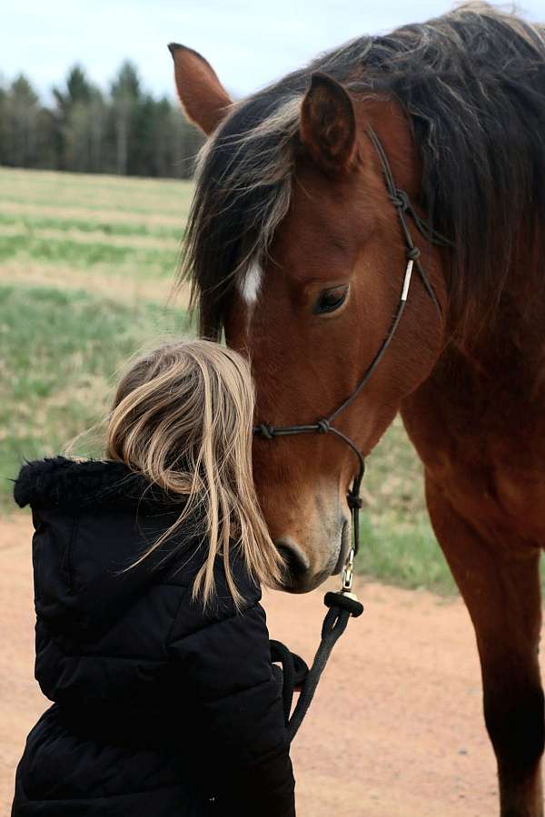 rodeo-pickup-draft-horse
