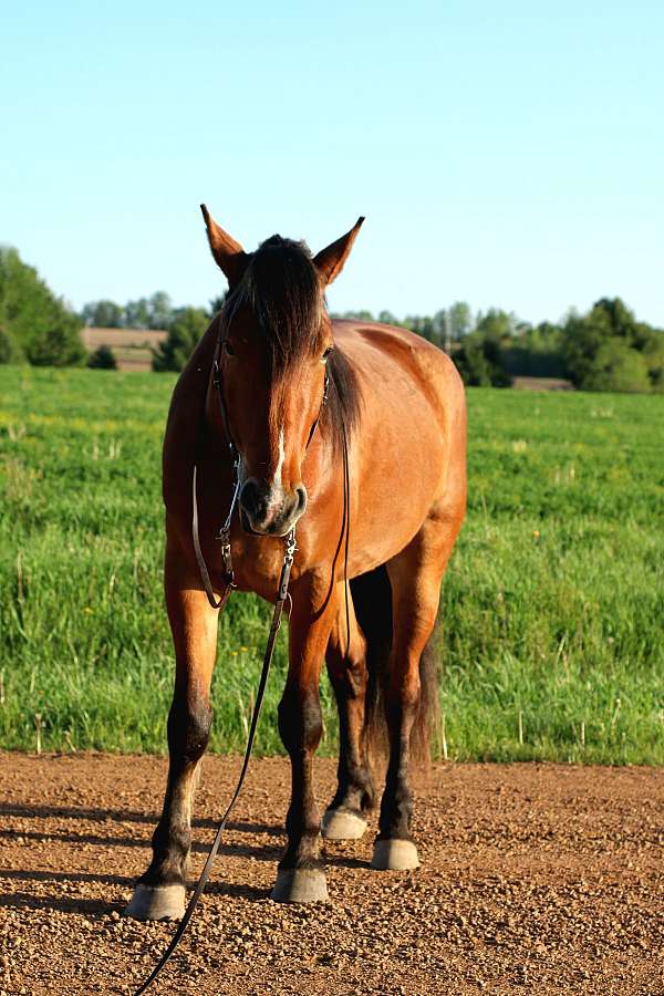 therapy-draft-horse