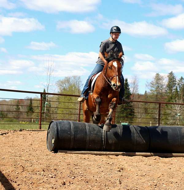 trail-draft-horse