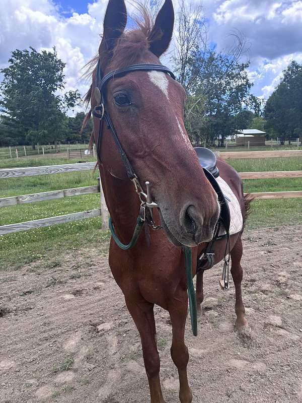 pleasure-gelding-mare