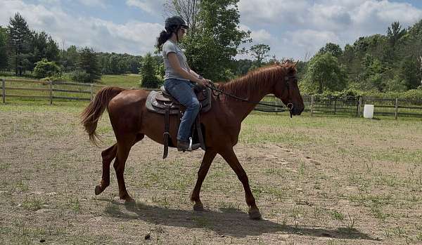 saddlebred-gelding-mare