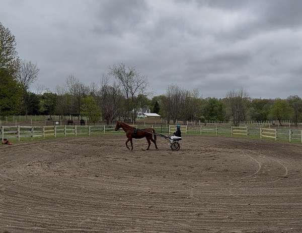available-saddlebred-horse