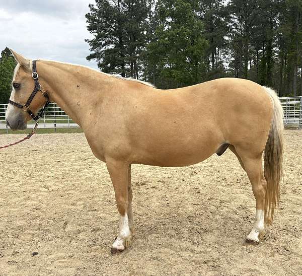 palomino-quarter-horse-gelding