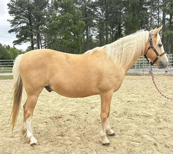 palomino-gelding-for-sale