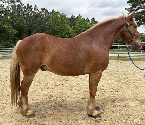 sorrel-draft-gelding