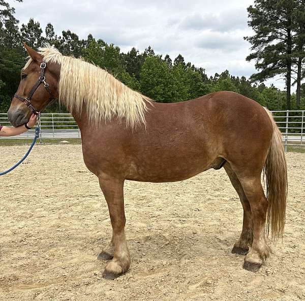 belgian-morgan-gelding