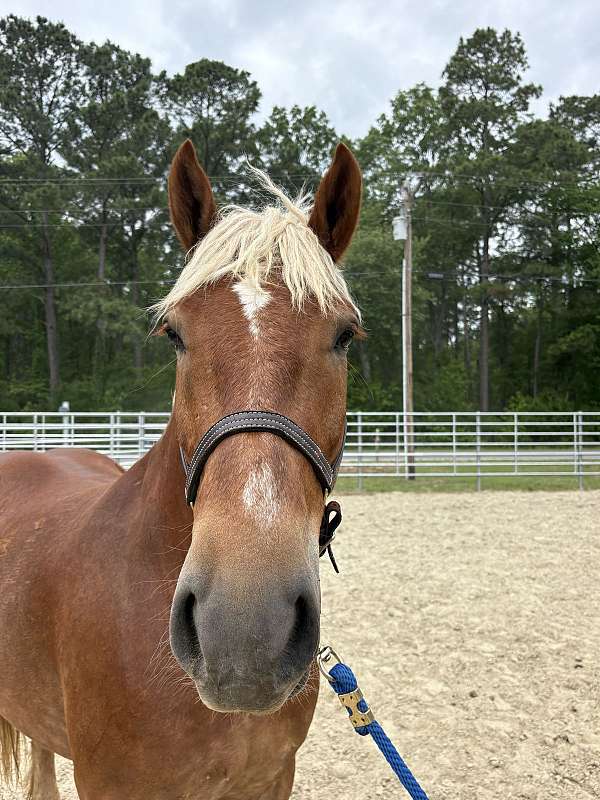 sorrel-gelding-for-sale