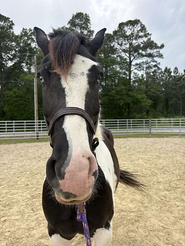 16-hand-draft-gelding