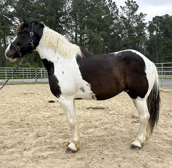 pinto-draft-gelding