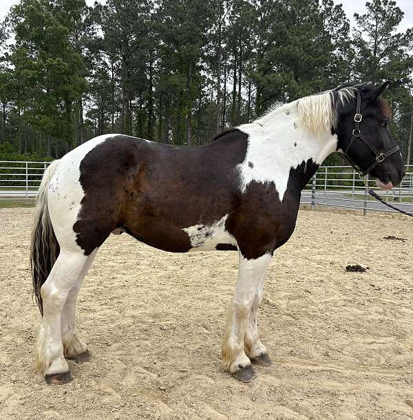 pinto-gelding-for-sale