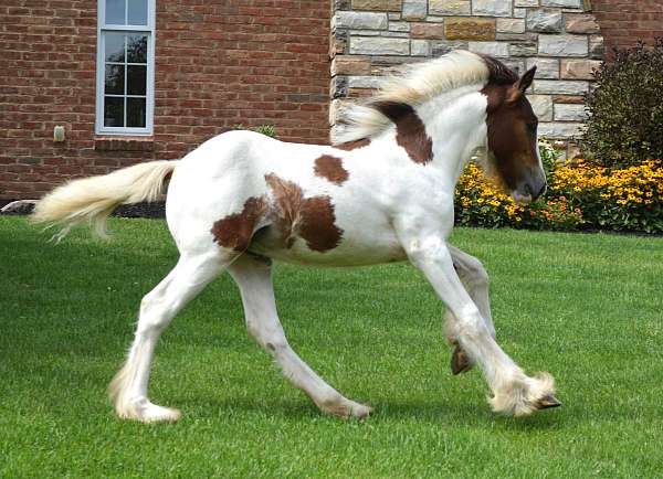 tri-colored-bay-spotted-tobiano-with-black-white-mane-tail-horse