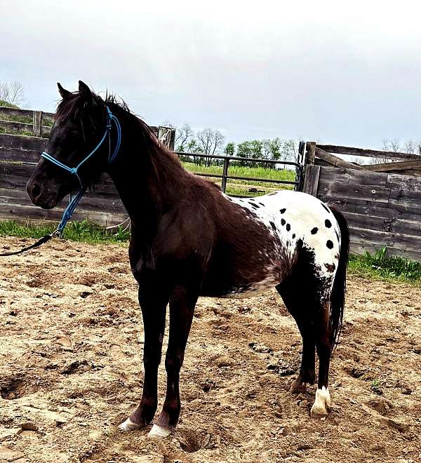 breeding-pony-poa-pony