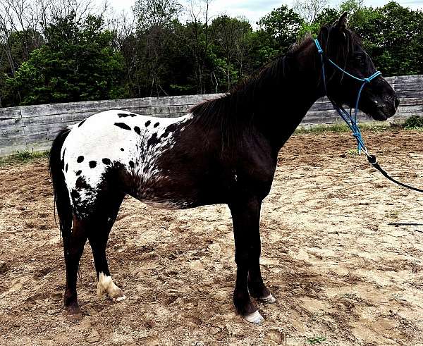 double-registered-pony-poa-pony