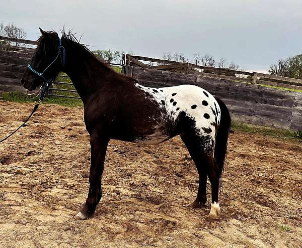 stallion-pony-poa-pony
