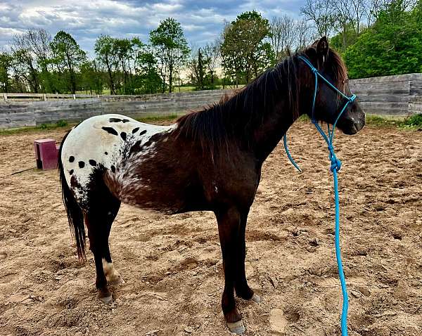 poa-usef-stallion