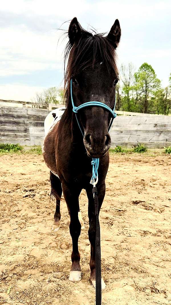 poa-usef-pony-poa-stallion
