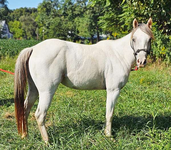 beginner-rider-pony