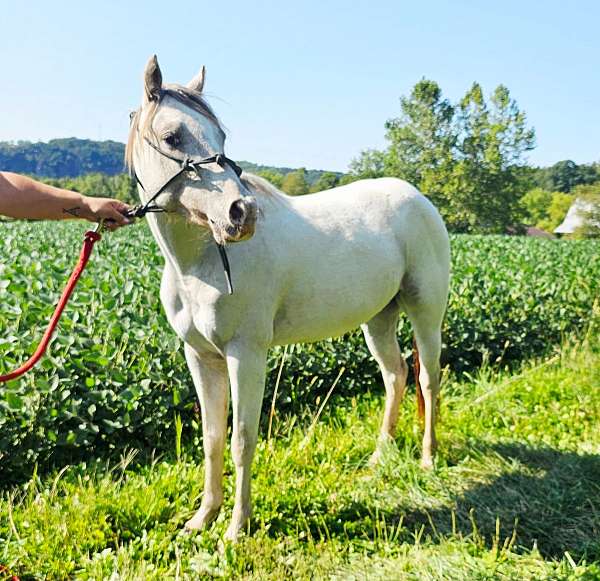great-jumper-pony