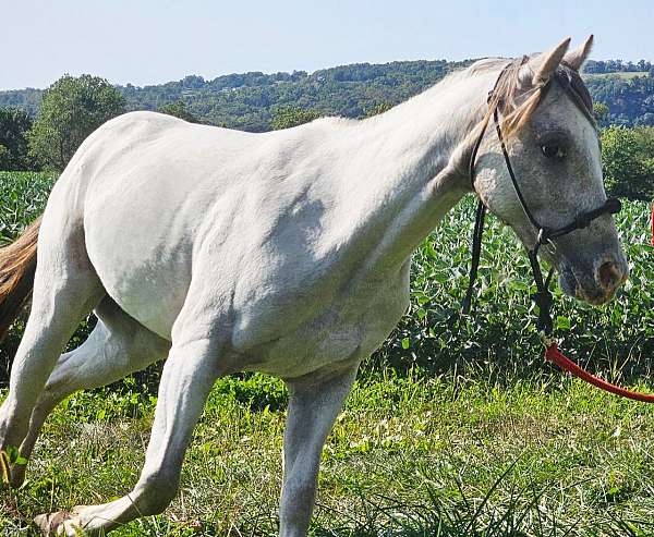 mover-pony