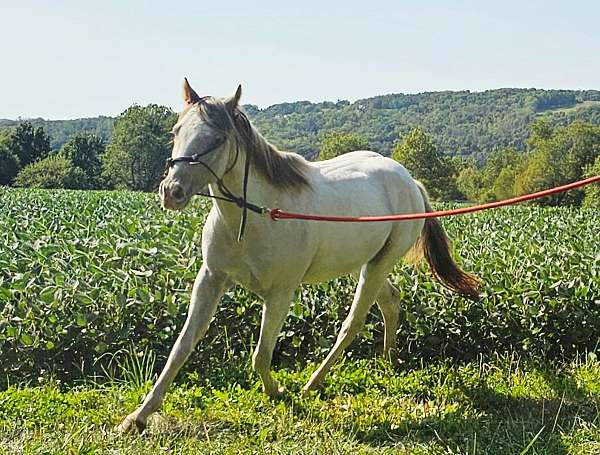quick-learner-pony