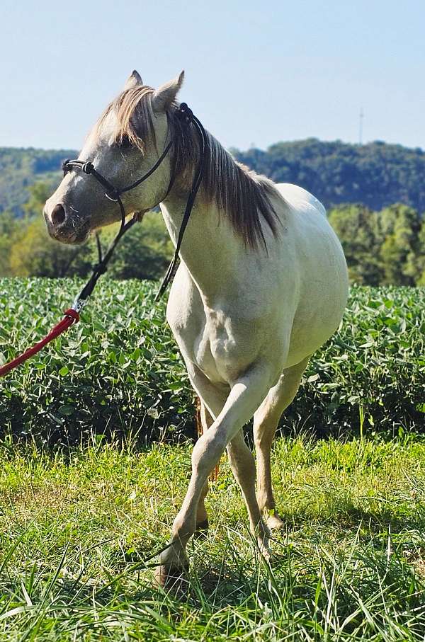 show-stopper-pony